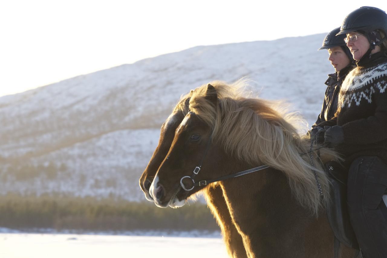 Ofelas Islandshaestar & Guideservice Kiruna Exterior foto