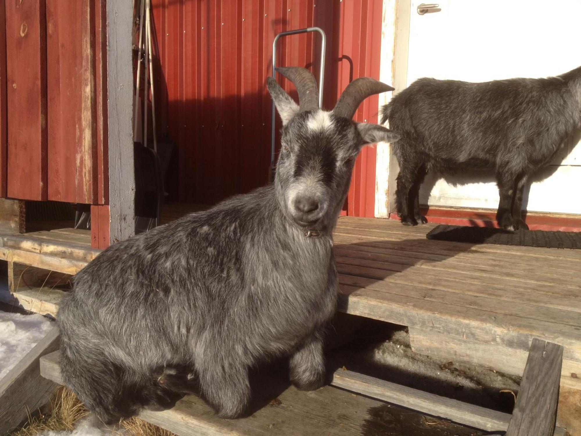 Ofelas Islandshaestar & Guideservice Kiruna Exterior foto